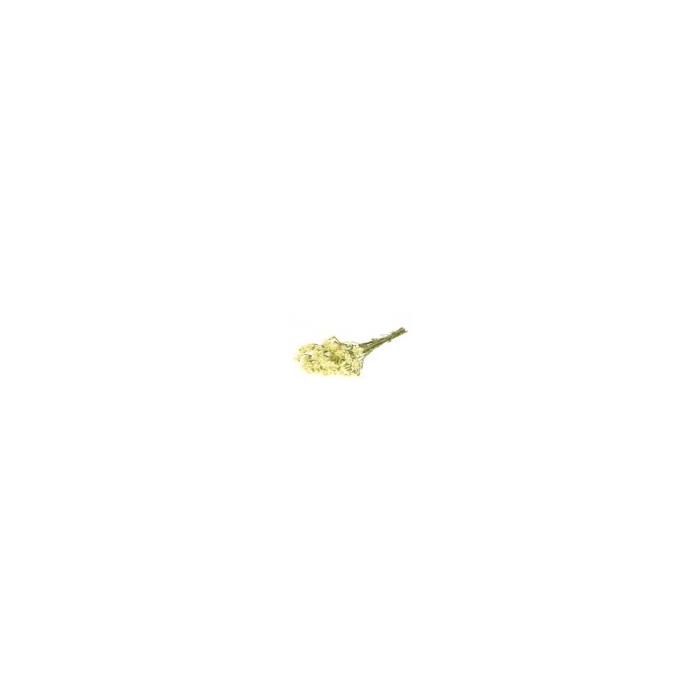 <h4>Statice sinuata nat.yellow</h4>