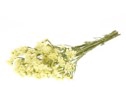 Statice sinuata nat.yellow