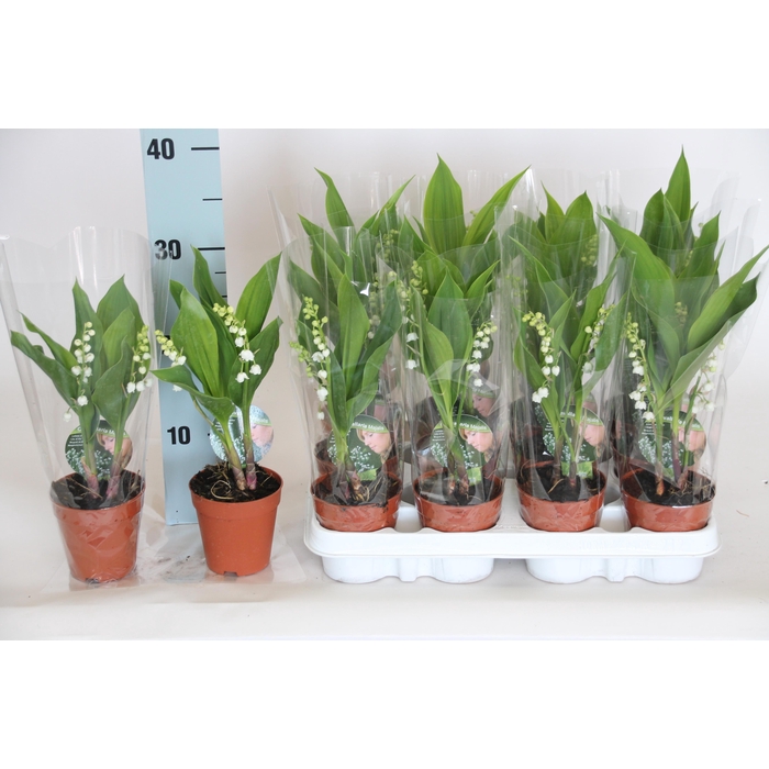 <h4>CONVALLARIA MAJALIS</h4>