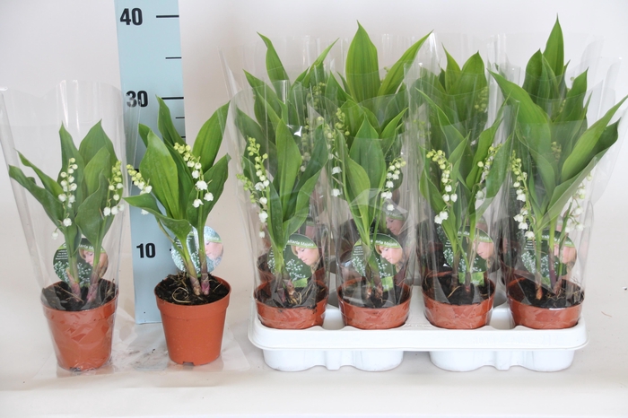 <h4>CONVALLARIA MAJALIS</h4>