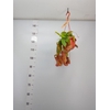 Nepenthes    ...