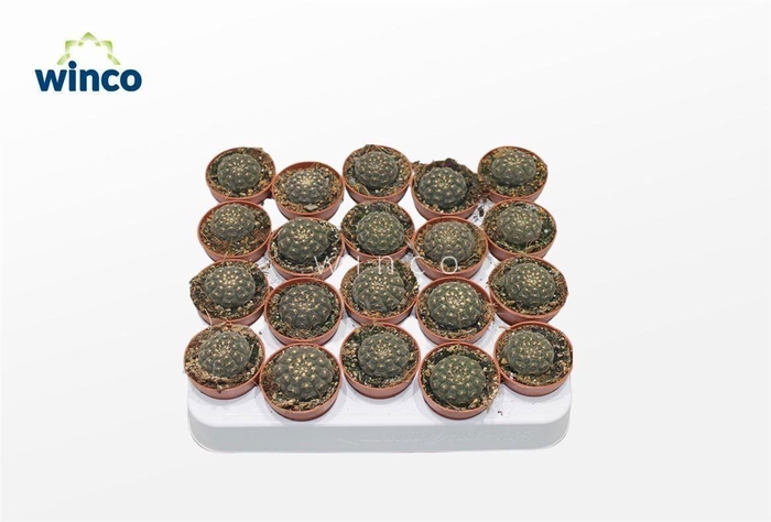 <h4>Gymnocalycium Ragonesei</h4>