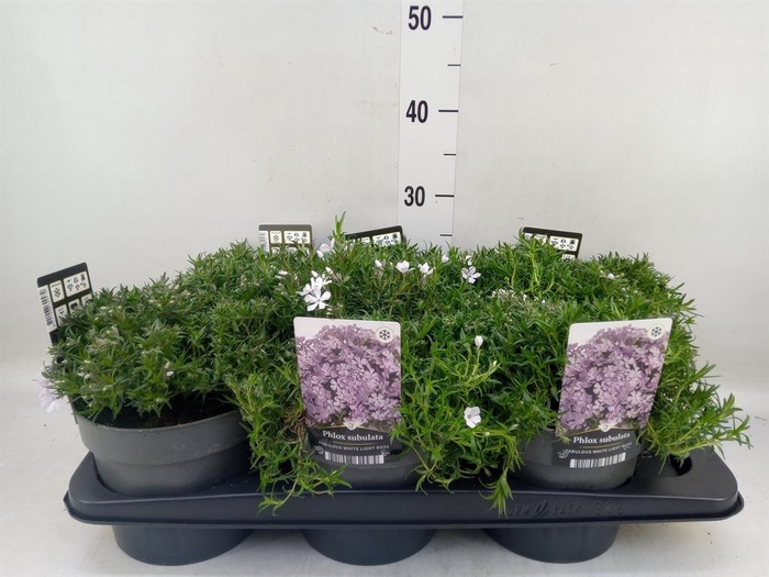 <h4>Phlox sub. 'Fabulous White'</h4>