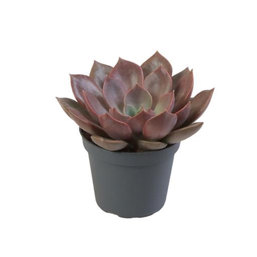 <h4>ECHEVERIA HYBRID</h4>