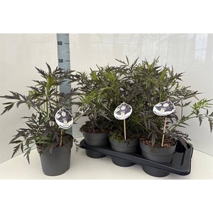 Sambucus nigra Black Lace 17Ø 50cm