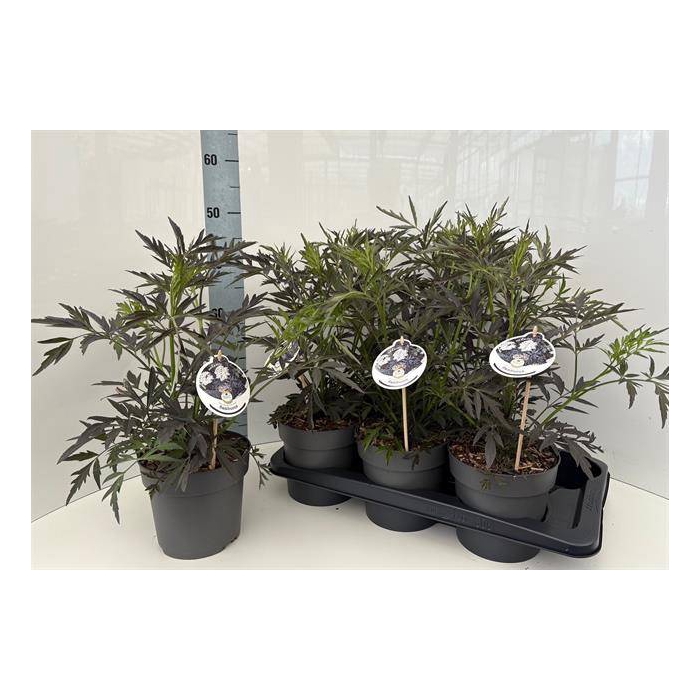 <h4>Sambucus nigra Black Lace 17Ø 50cm</h4>