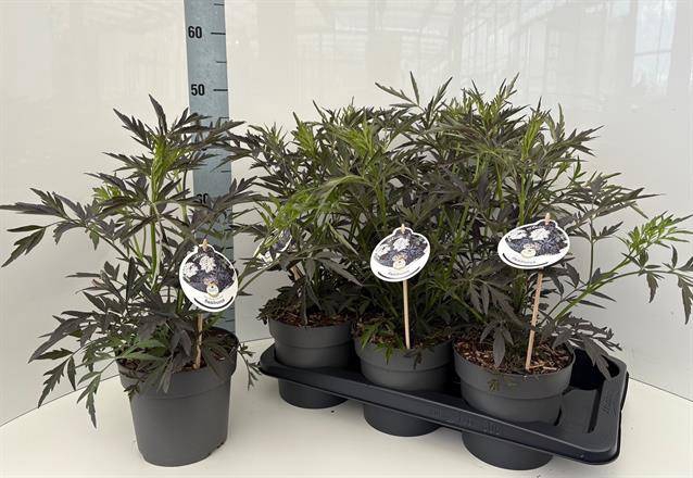 Sambucus nigra Black Lace 17Ø 50cm