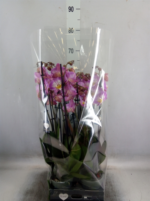 <h4>Phalaenopsis  'Ant Split'</h4>