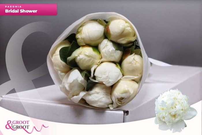 <h4>Paeonia Bridal Shower | Heavy Quality</h4>