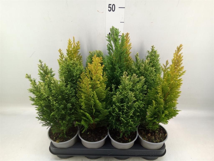 <h4>Conifers   ...mix</h4>