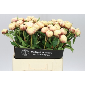 Paeonia Ann Cousins A2