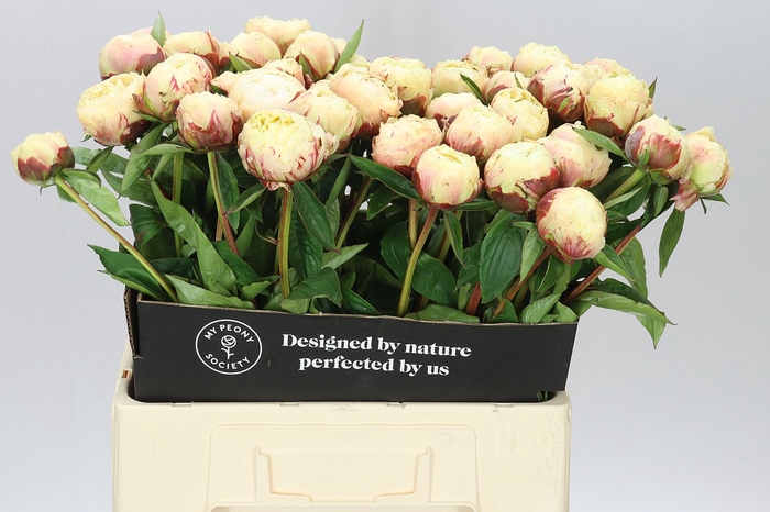 <h4>Paeonia Ann Cousins A2</h4>