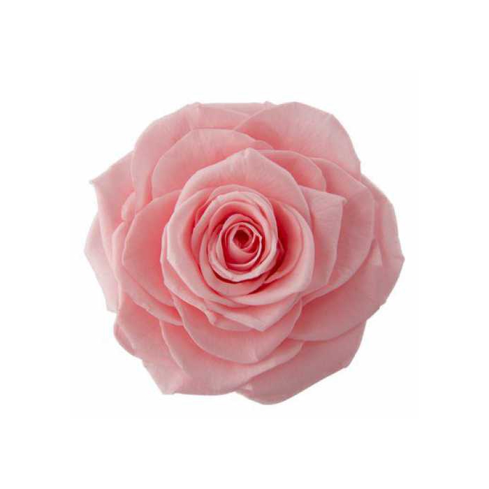 <h4>Rose Monalisa Baby Pink</h4>