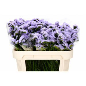 Limonium Sinuatum Lavender Donau