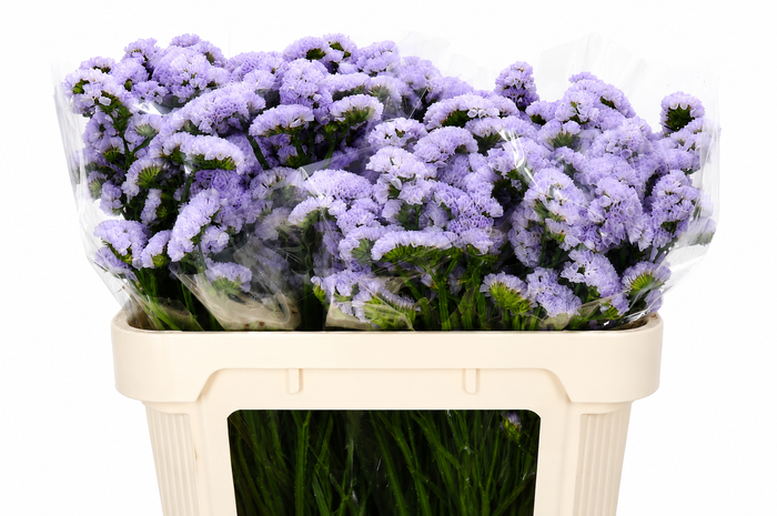 <h4>Limonium Sinuatum Lavender Donau</h4>