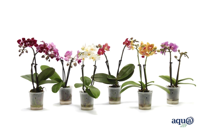 <h4>Phalaenopsis mini</h4>