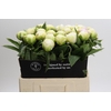 Paeonia Brother Chuck