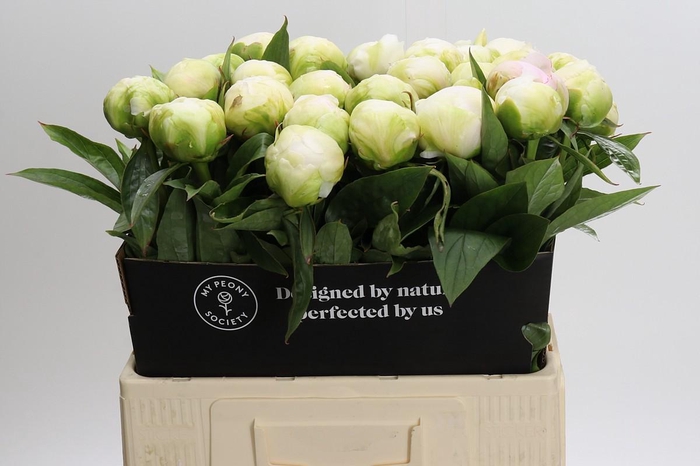 Paeonia Brother Chuck