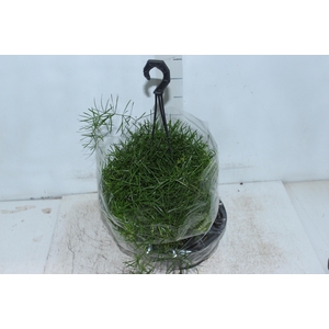 ASPARGO ALFINETE C21