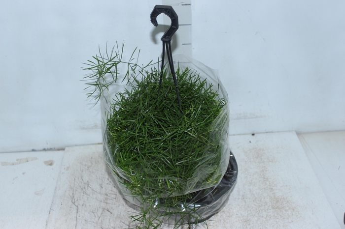 <h4>ASPARGO ALFINETE C21</h4>