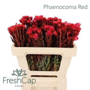 Phaenocoma Red