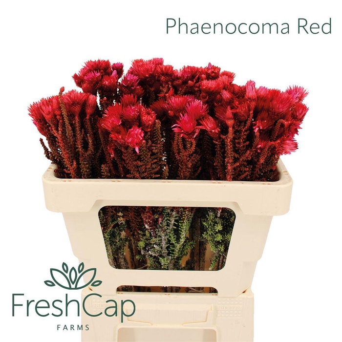 <h4>Phaenocoma Red</h4>