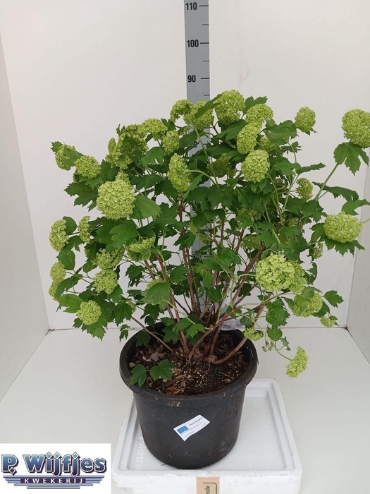 <h4>VIBU OP ROSEUM</h4>