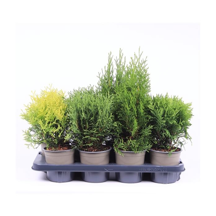 <h4>Thuja gemengde bak</h4>