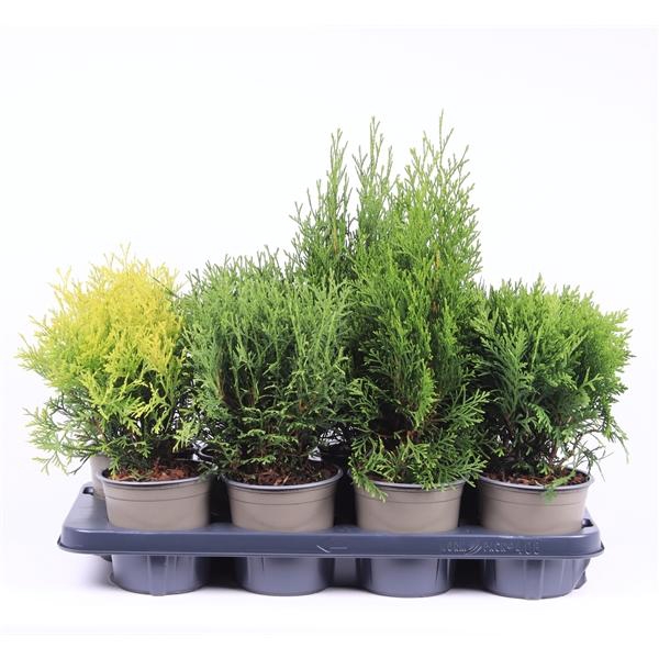 <h4>Thuja occidentalis overig</h4>