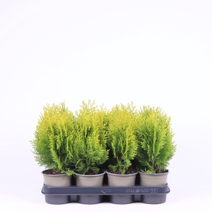 Platycladus orientalis Aurea Nana