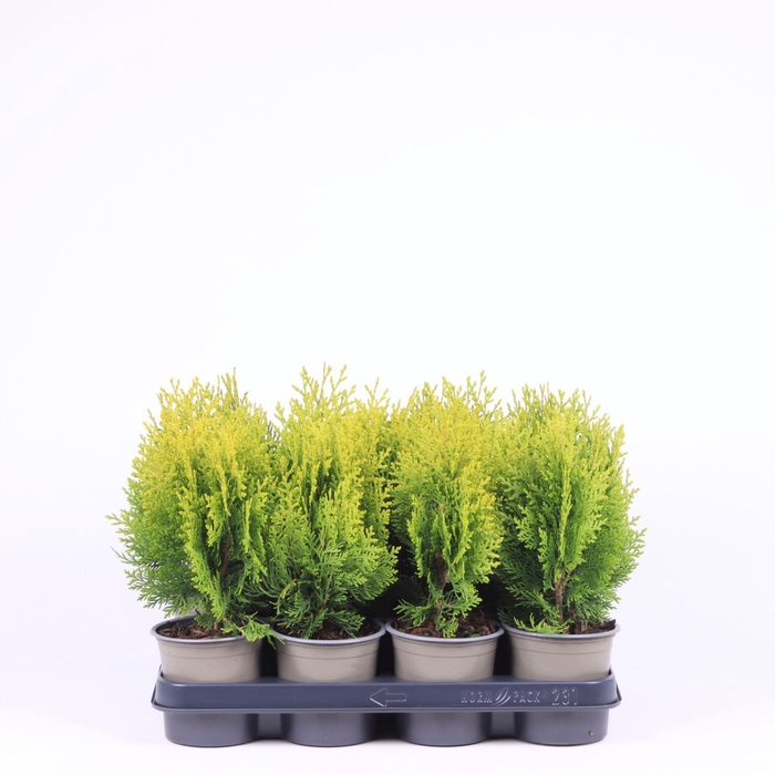<h4>Platycladus orientalis Aurea Nana</h4>