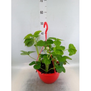 Fragaria ananassa 'Elsanta'