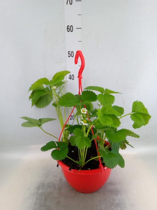 <h4>Fragaria ananassa 'Elsanta'</h4>