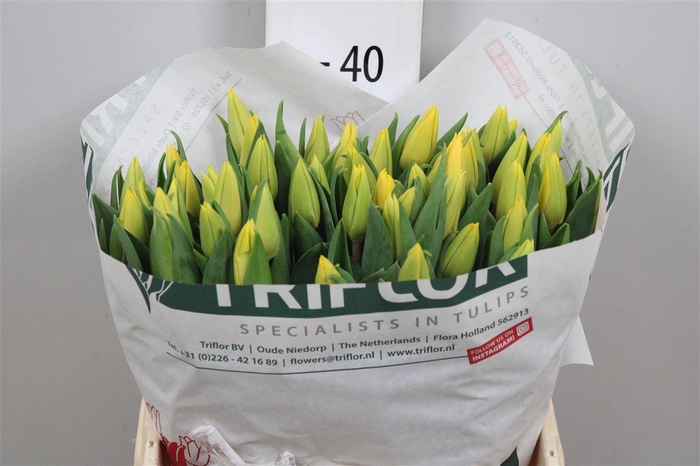 <h4>Tu En Yellow Flight</h4>