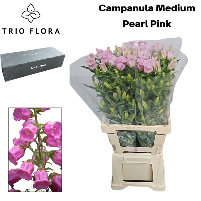 <h4>CAMP M PEARL PINK Big Box 80</h4>