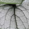 Brunnera Silver Heart P19
