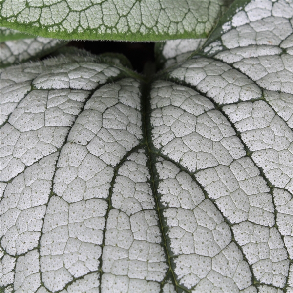 Brunnera Silver Heart P19