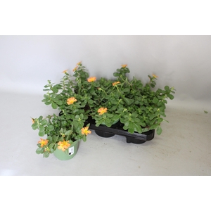 Portulaca Orange