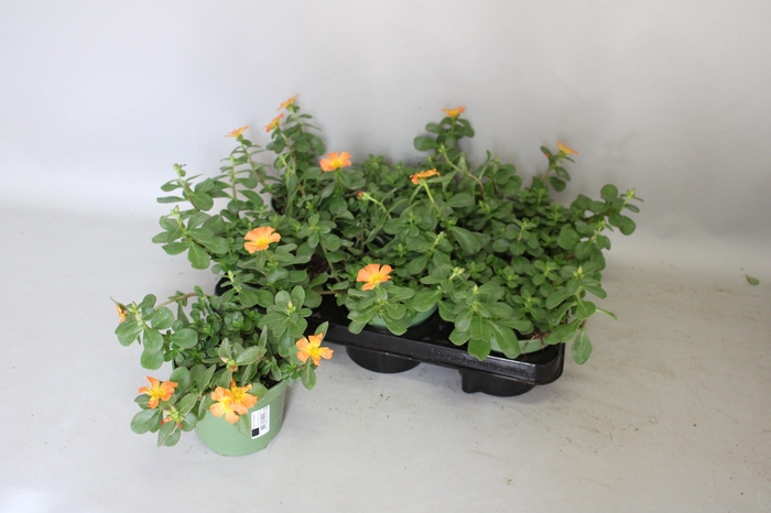 <h4>Portulaca Orange</h4>