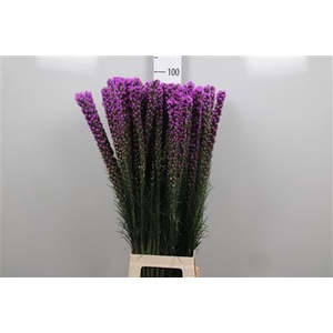 Liatris Spicata Xxl