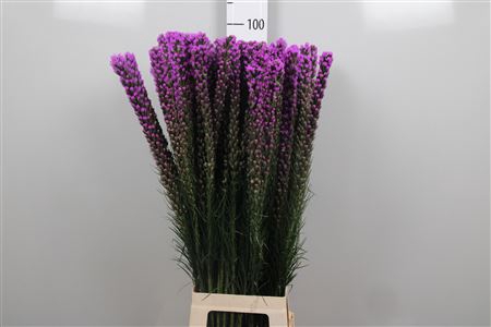 <h4>Liatris Spicata Xxl</h4>