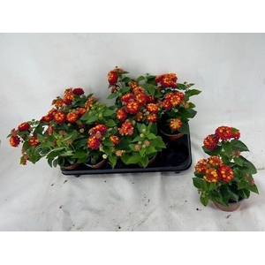 LANT C HAVANA RED