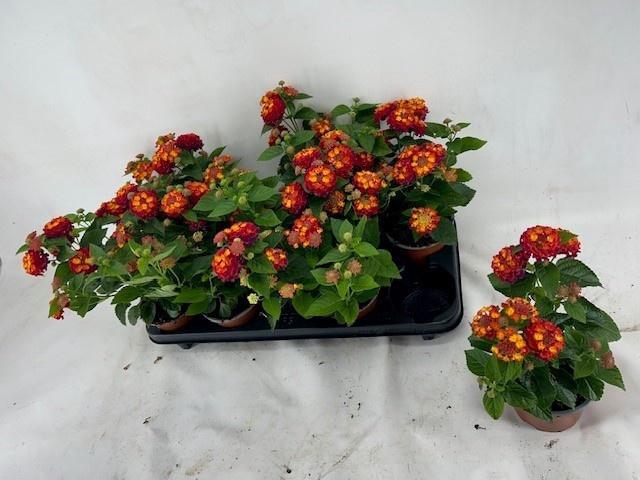 <h4>LANT C HAVANA RED</h4>