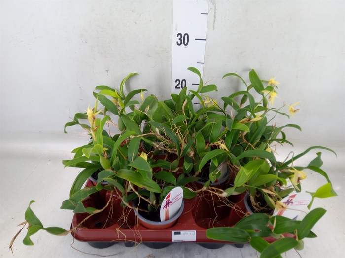 <h4>Orchideeen   ...</h4>