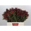 Leucadendron Saf Sunset Dark R.Spray