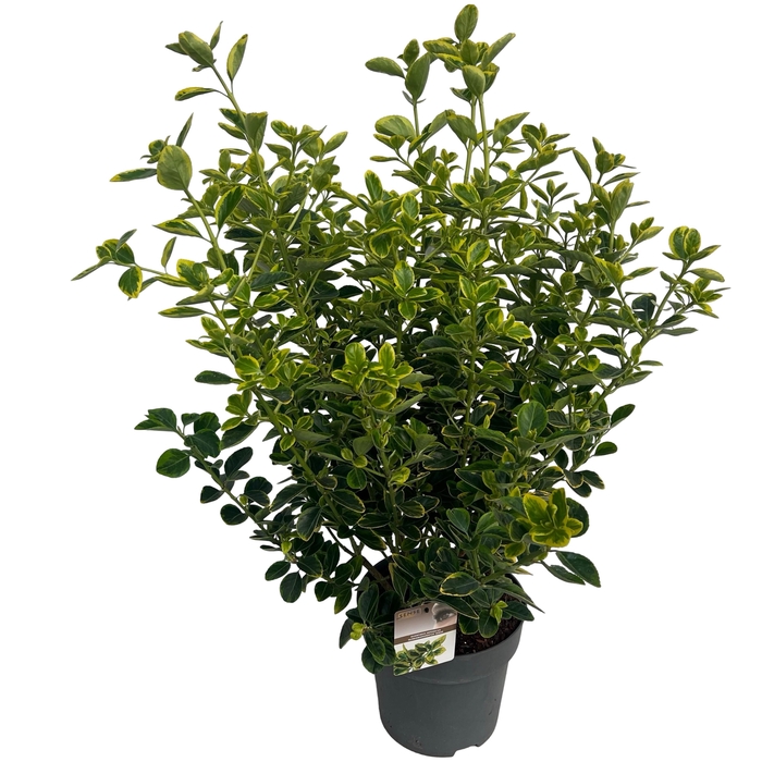 <h4>Euonymus jap. 'Aureomarginatus' sense</h4>