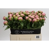 Paeonia Angel Cheeks