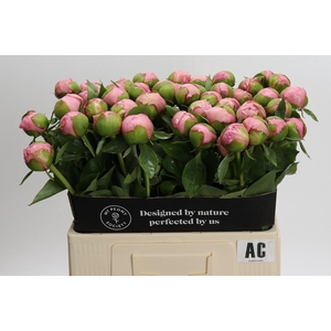 Paeonia Angel Cheeks