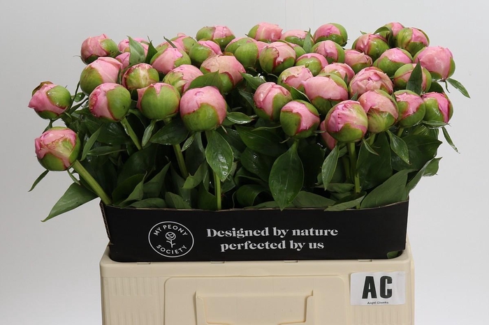 Paeonia Angel Cheeks