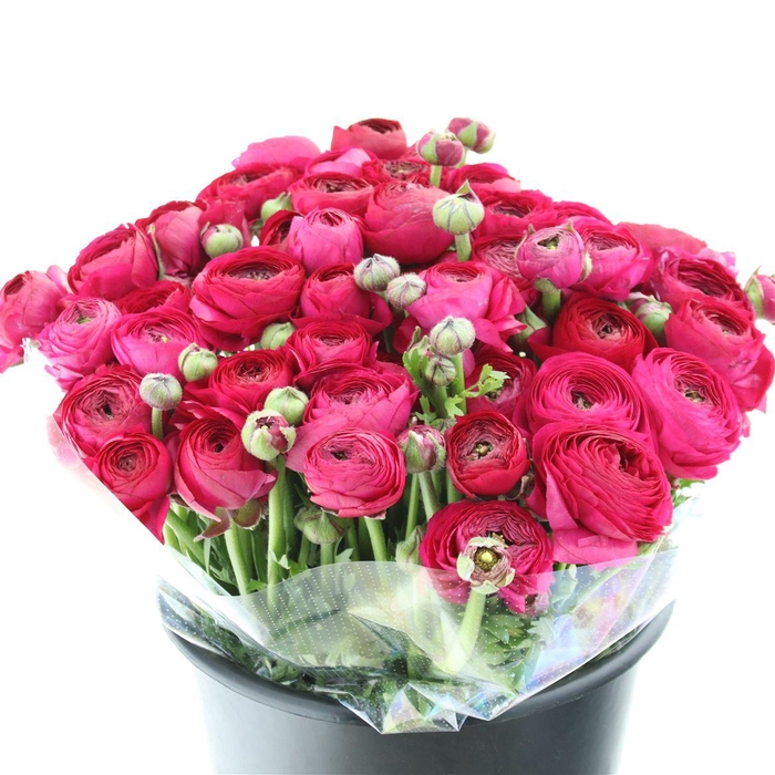 <h4>Ran Su Sr Hot Pink</h4>